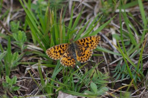 Réf. 182 314 : Boloria dia
